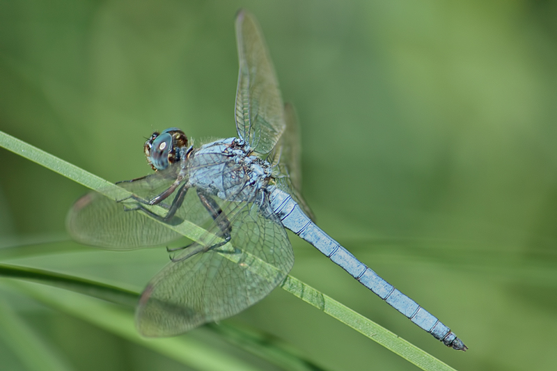 O. coerulescens